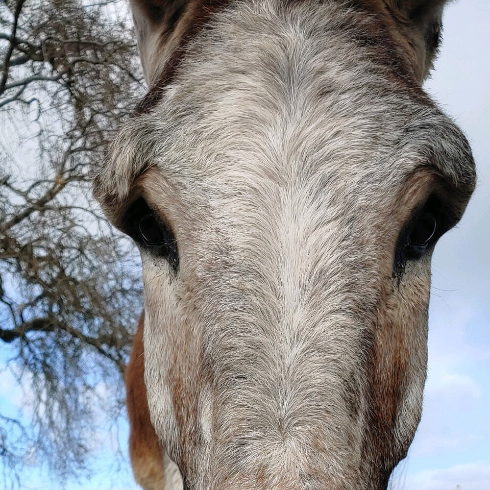 Walker the Donkey