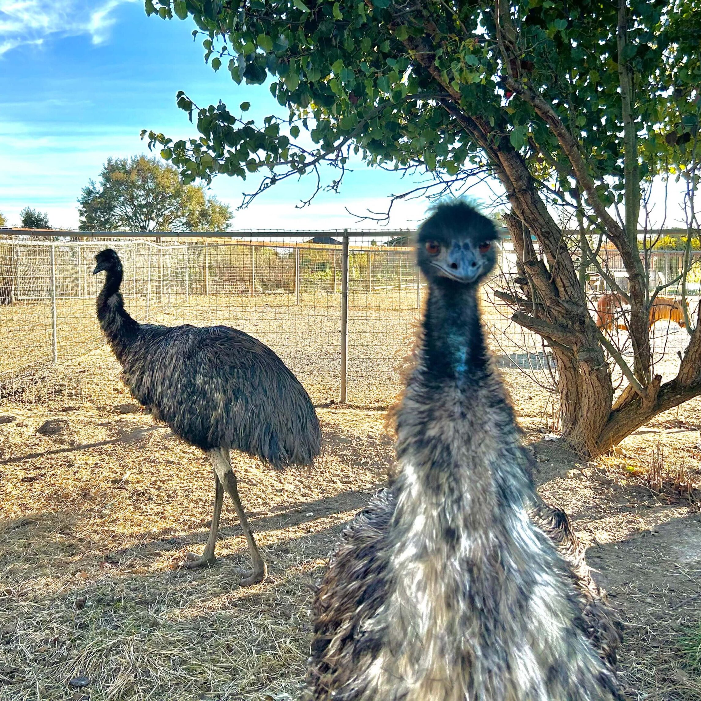 emus2