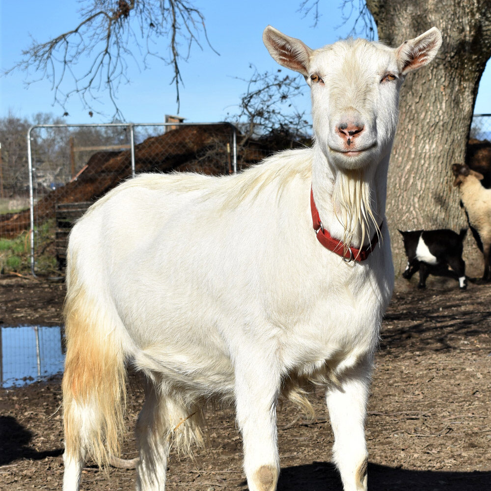 Maverick the Goat