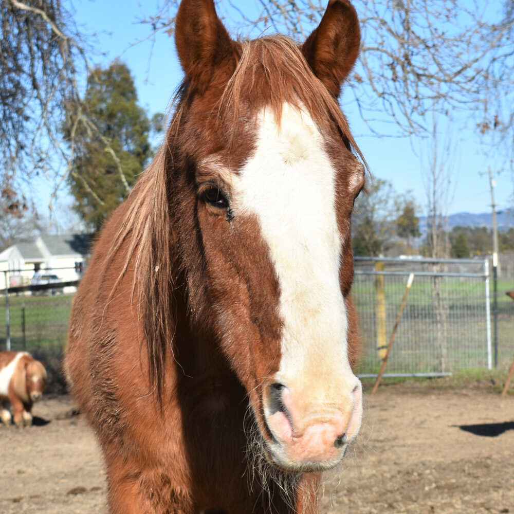 Buddy the Horse