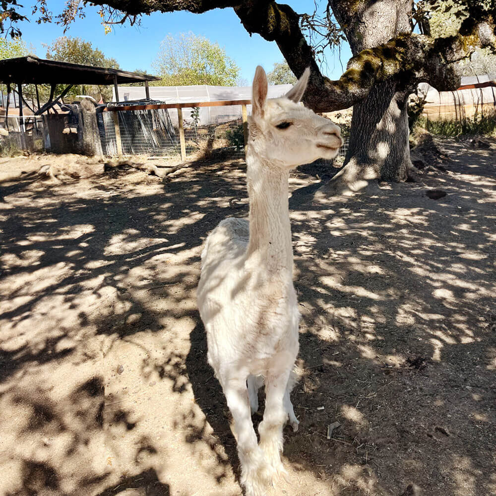 Flower the Huacaya Alpaca