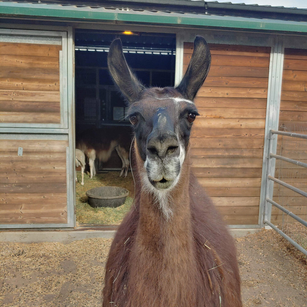 Frida the Llama