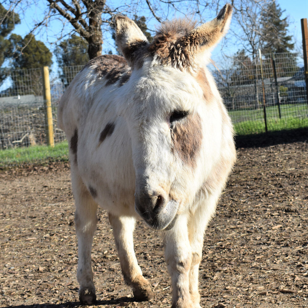 Carmen the Donkey