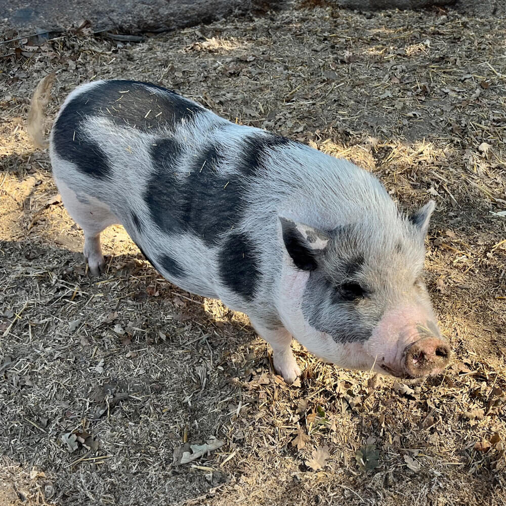 Petunia the Vietnamese Pot Bellied pig