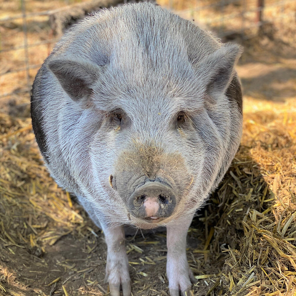 Percy the Vietnamese Pot Bellied pig