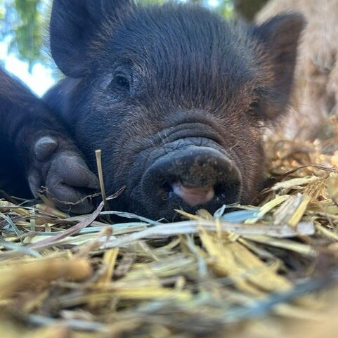 pigletsagain