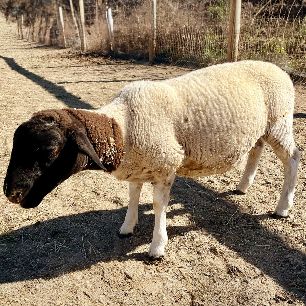 Pepe the Dorper Sheep