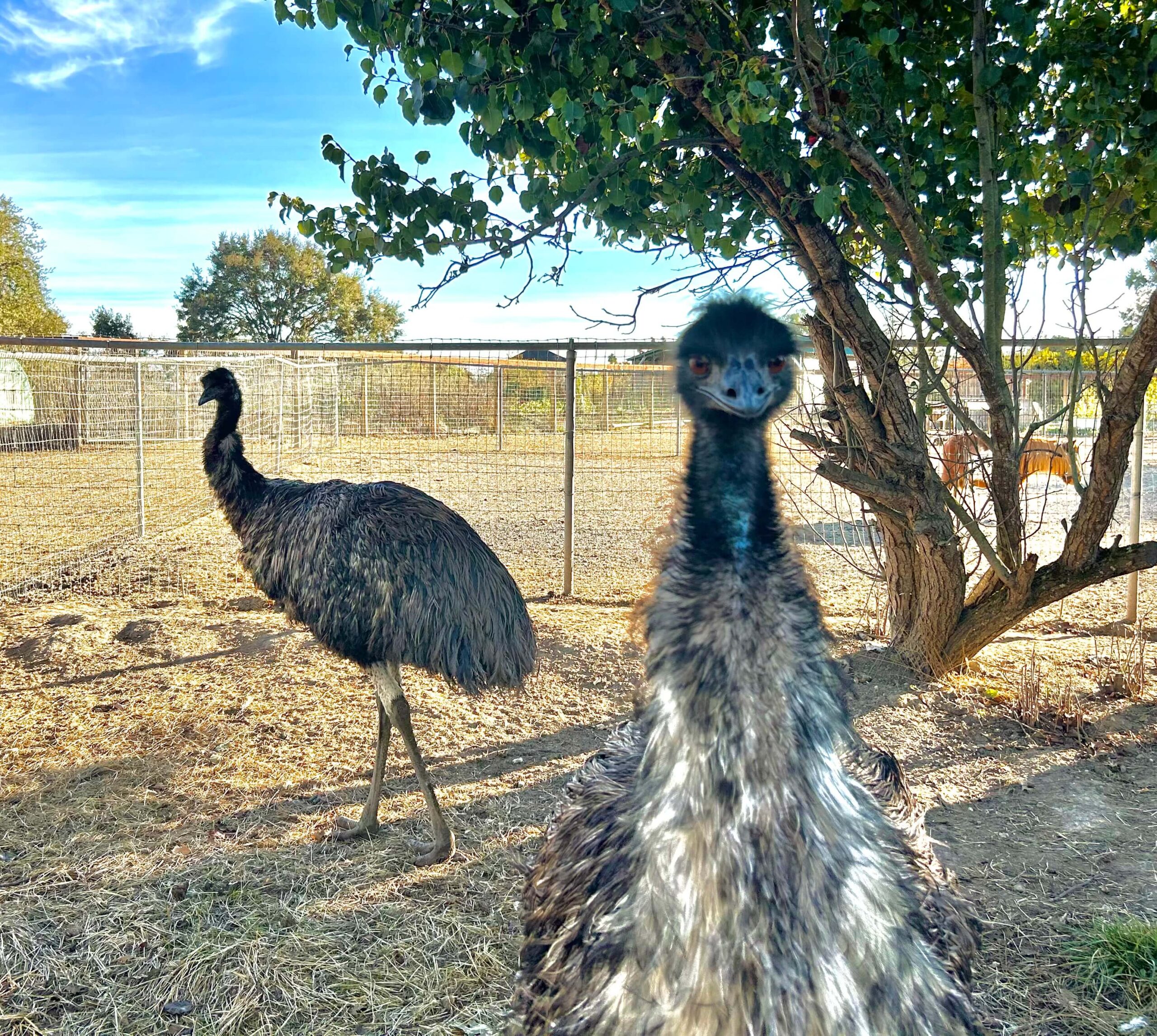 emus2