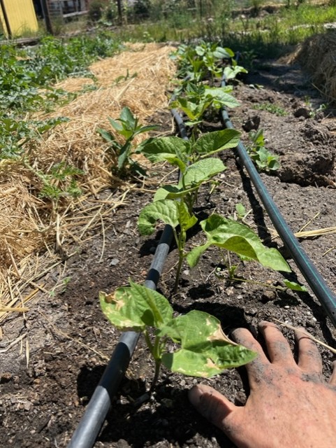 garden row